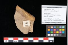 Foto (Objekt + Etikett) von Glyptostrobus europaeus Brongniart (NHMW-GEO-2024-0188-0178)